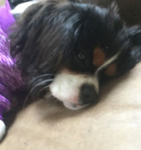 Meet your Posher, Jen